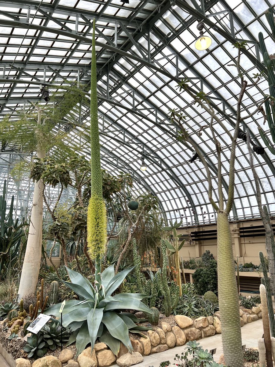 gpconservatory's tweet photo. Epic news on Guien: She flowerin'! Last Tuesday on 1/25/22 she began the flowering process which starts at the bottom &amp; proceeds slowly to the top of the quiote (flowering stalk). On Tuesday 2/1/22 she measured 20 ft 1 in! She is flowering w/beauty this Black History Month. https://t.co/IaWcdd4SO1
