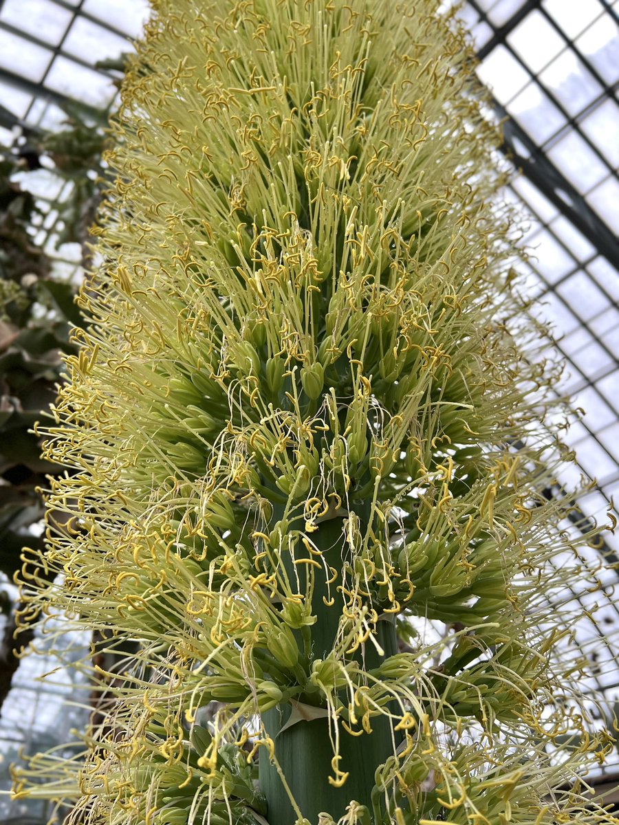 gpconservatory's tweet photo. Epic news on Guien: She flowerin'! Last Tuesday on 1/25/22 she began the flowering process which starts at the bottom &amp; proceeds slowly to the top of the quiote (flowering stalk). On Tuesday 2/1/22 she measured 20 ft 1 in! She is flowering w/beauty this Black History Month. https://t.co/IaWcdd4SO1