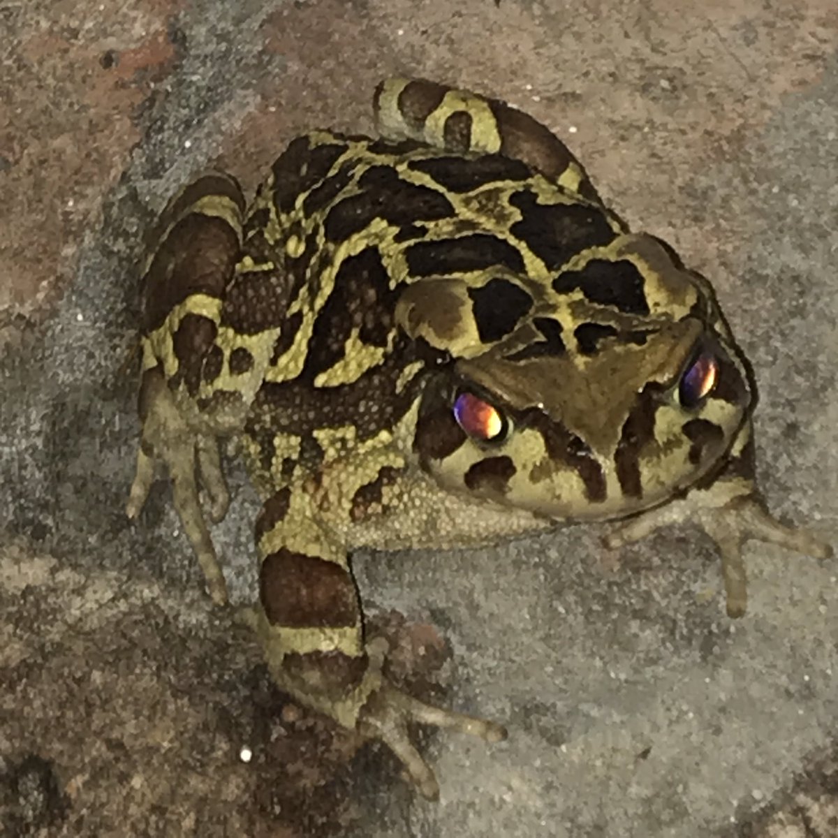 PennyHaw's tweet photo. Tonightโs rain brought a visitor. No kisses were imparted. (Tried to photograph him alongside my specs for perspectiveโheโs slightly shorterโbut he wasnโt keen on the styling.)
#westernleopardtoad #houtbay #CapeTown #wildlife https://t.co/qGBlaJPct1