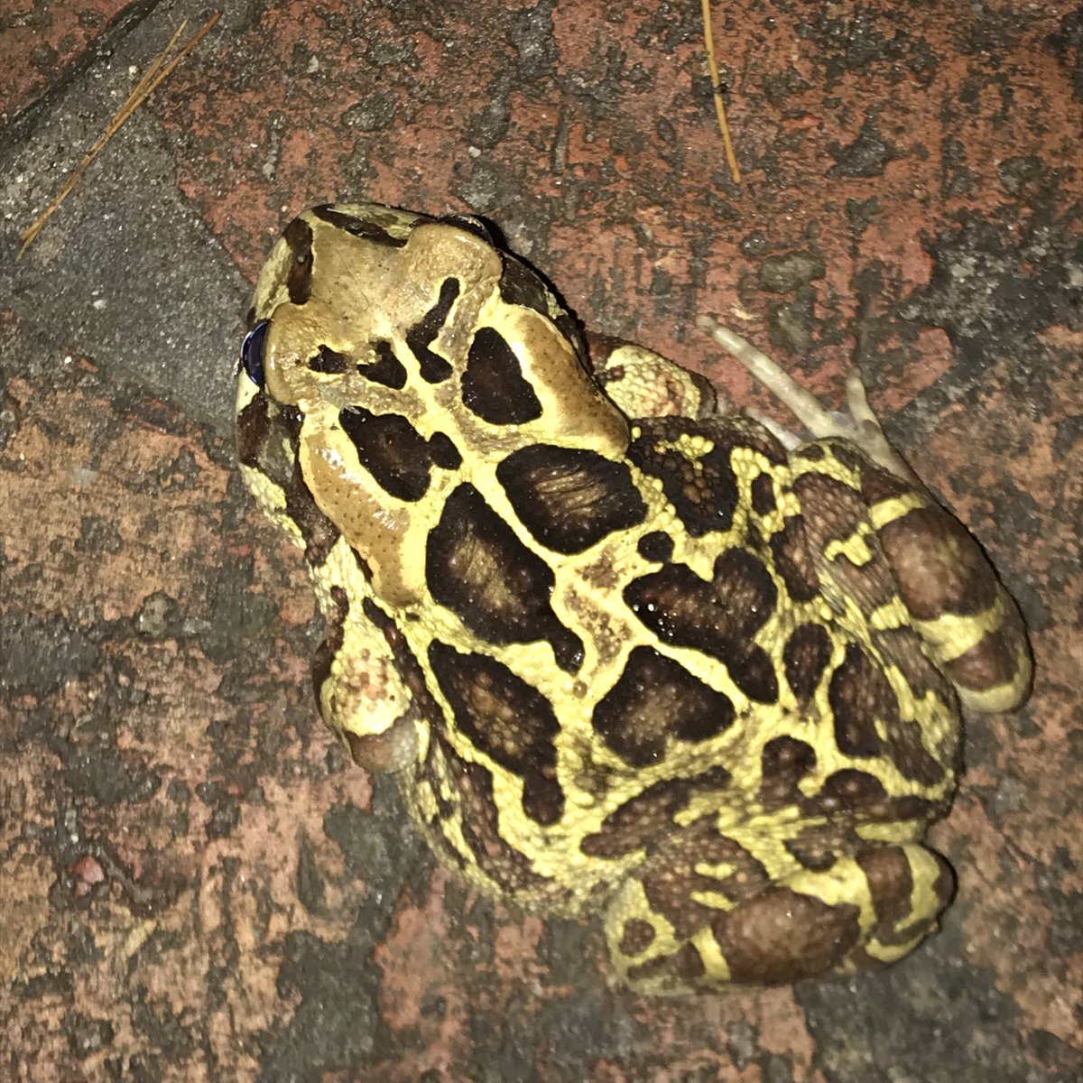 PennyHaw's tweet photo. Tonightโs rain brought a visitor. No kisses were imparted. (Tried to photograph him alongside my specs for perspectiveโheโs slightly shorterโbut he wasnโt keen on the styling.)
#westernleopardtoad #houtbay #CapeTown #wildlife https://t.co/qGBlaJPct1