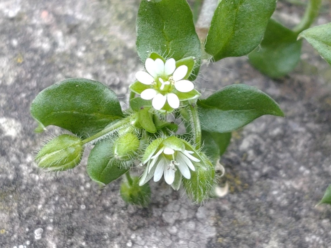The humble Chickweed (Stellaria media) has reappeared on local pavements...if the latin name refers to the starry shape of its flowers, the common name tells us why it's such an important wildlife plant: chickweed is highly nutritious for birds, you may see them pecking at it! 🐦