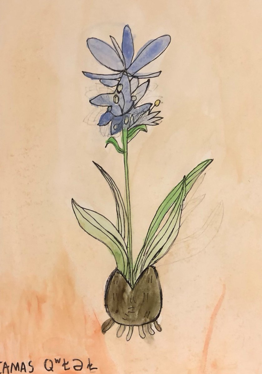 Camas -  an important part of the culture of the Coast Salish peoples, including the Esquimalt and Songhees Nations, on whose traditional territories we live, we learn, and we do our work.