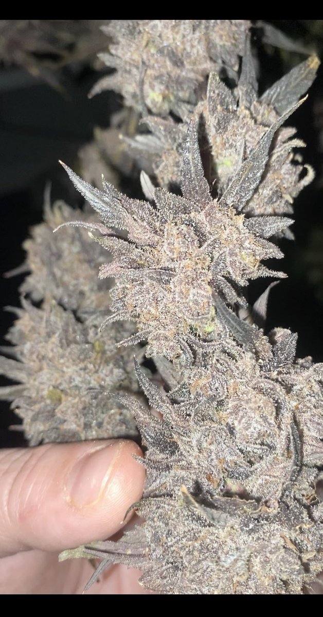 The picture does it no justice but God she’s gorgeous!!

#Mmemberville #StonerFam #CannabisCommunity #JGYO