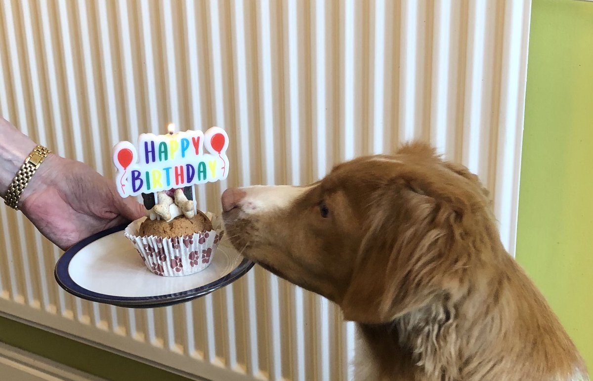 squirrel_patrol's tweet photo. 2 Today. Happy birthday to me. 🎪 https://t.co/QF43NMlmfM