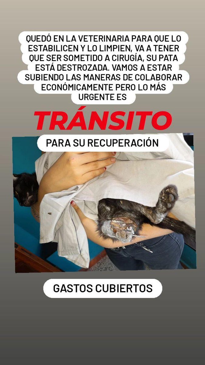 0hmyfuck's tweet photo. Buenas, hoy arrancamos el día tomando el caso de un gatito con la pata totalmente destrozada, tenemos que cubrir gastos veterinarios y alimento, y necesitamos un tránsito donde se pueda reponer. Me ayudan a difundir? Somos @alrescatemarcospaz en ig https://t.co/HOE6GBMuXh