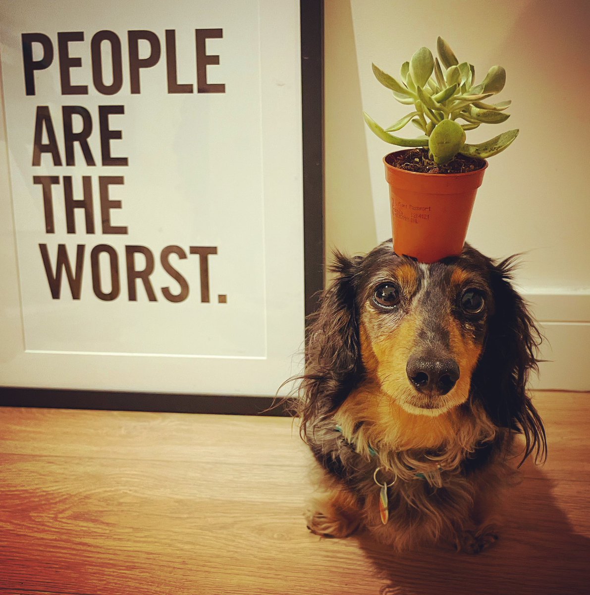 gemmyred's tweet photo. Eats, shoots and leaves. 🌱
#zerotolerance #punctuationpedant #proofreaderforhire #plantbasedb #greenb #plantsbypotters #pottersramsgate #justmeandb #balancingb #girlgotskillz #sausagestyle #doggystyle https://t.co/P8x9SFh79J