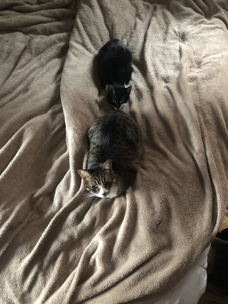 ALL ABOARD THE KITTY TRAIN CHOO CHOOOOOK