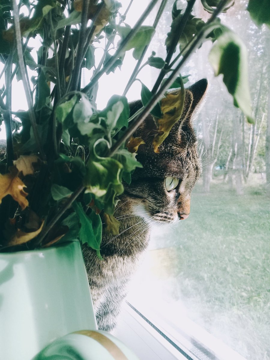 DjugaArt's tweet photo. This is my cat. 
Her name is Busya. 
Before it lived like most other cats, one with the owners. 

But on December 12, 2019, everything changed. https://t.co/eju4UA1JQH