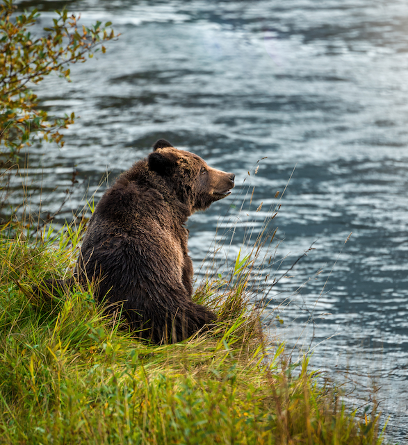 Is that a shadow we see?! 

📸 <a href="/jesajaclass/">Jesaja Class</a>

#grizzlies #BellaCoola #groundhogday