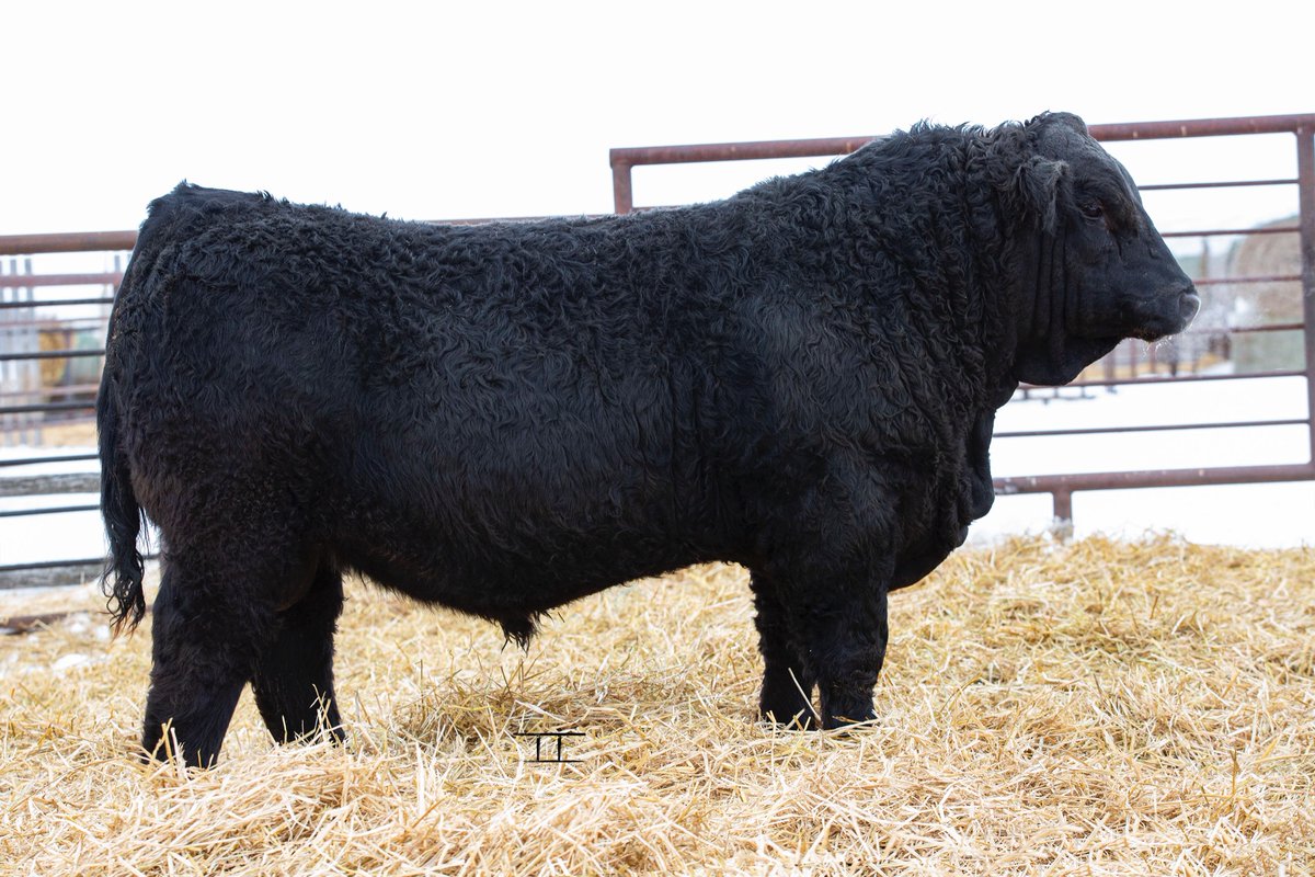 sajsimm's tweet photo. Pictures and videos of the sale bulls are done.  The catalog is currently being worked on and should be available shortly.If you’re wanting a catalogue send me a message. This black bull is a good one and will sell March 15 in Lloyd at the Kuntz Mcintosh SAJ bull sale #simmental https://t.co/Ewa138XZSO
