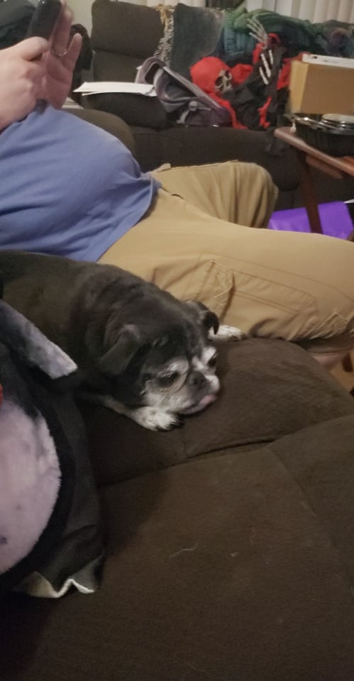 Katelynnk_Novak's tweet photo. Can we just appreciate this sweet and loving #oldladybaby ? She is my first baby and even though she doesn't live with me, I still love this old #pug
#puglove https://t.co/lX2nhpBIMs