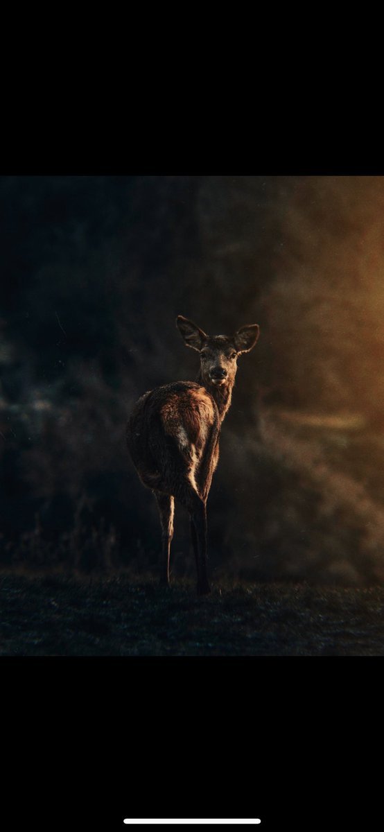 The Perkspective tweet media