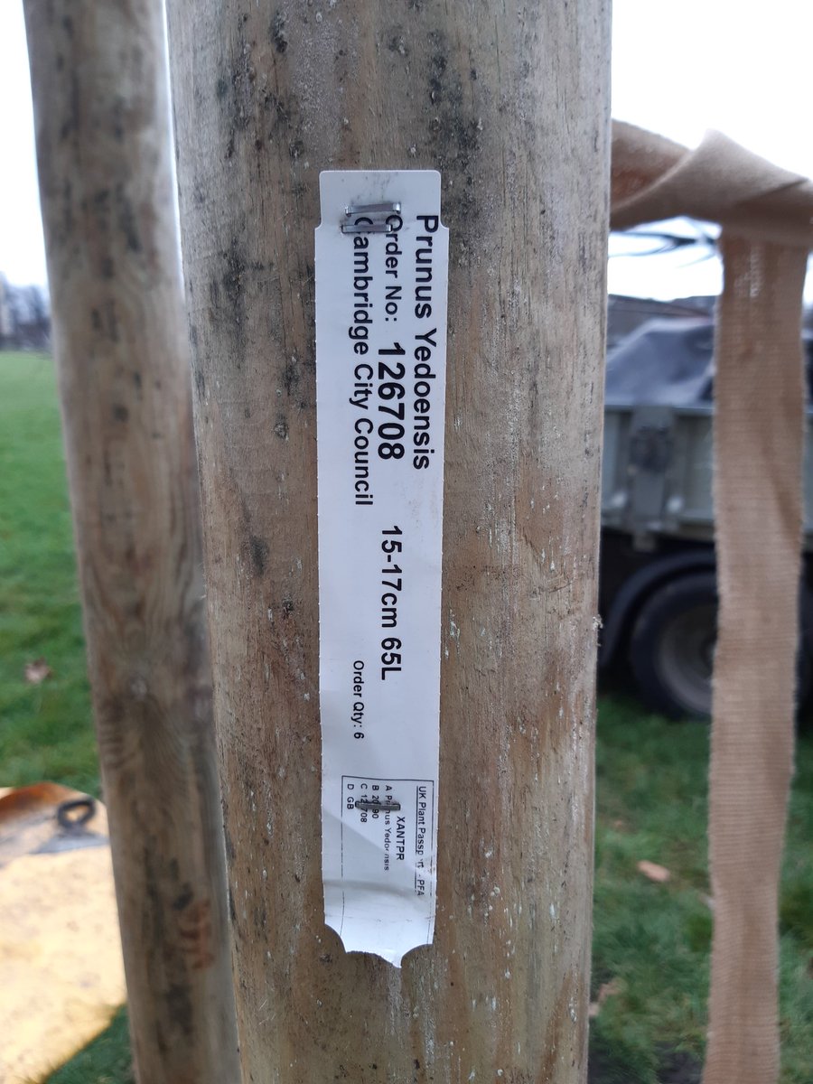 Today was an important milestone for #Cambridge's #UrbanForest, with the 1st of 33 new #trees to be planted on #ParkersPiece going in the ground. These trees are also noteworthy as they are not simply replacements but new planting locations, marking a change to this iconic space.