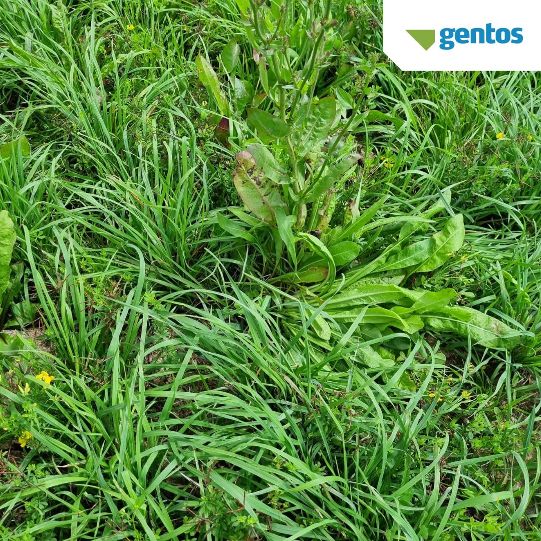 GentosUy's tweet photo. 🌱 Pradera de Dactylis #Poseidón +Festuca #RoyalQ200 + Achicoria #Panther + Lotus #NiloHT + TRojo #Vulcano.
Se cerró el 2/12/21 con buen remanente para evitar mortandad de plantas.
Hoy pronto para pastorear y remover restos secos. https://t.co/irUNpjK68o