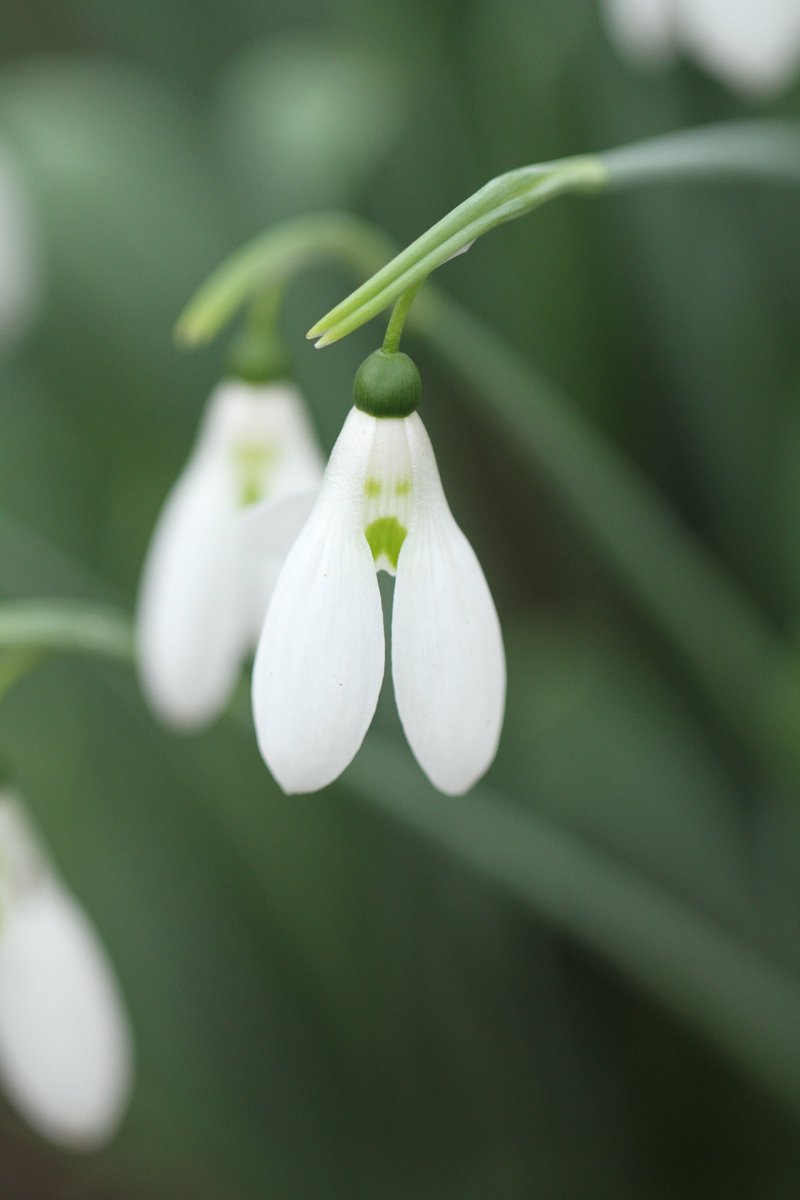 WoodlanderPaul's tweet photo. One that always brings a smile on my face, Galanthus 'Grumpy'. https://t.co/hZDjmCpbIv