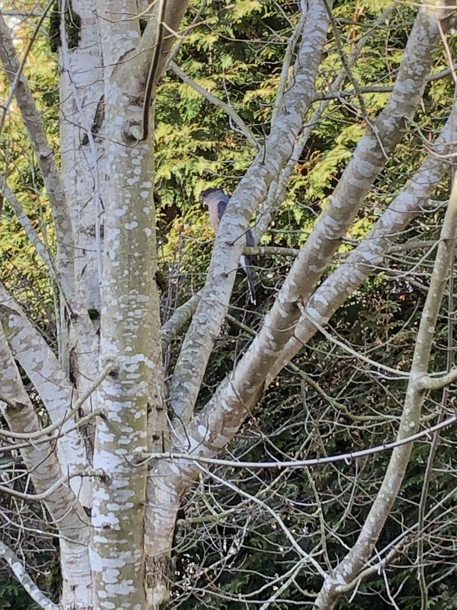 Lauren MacLean - Teach Outdoors tweet media