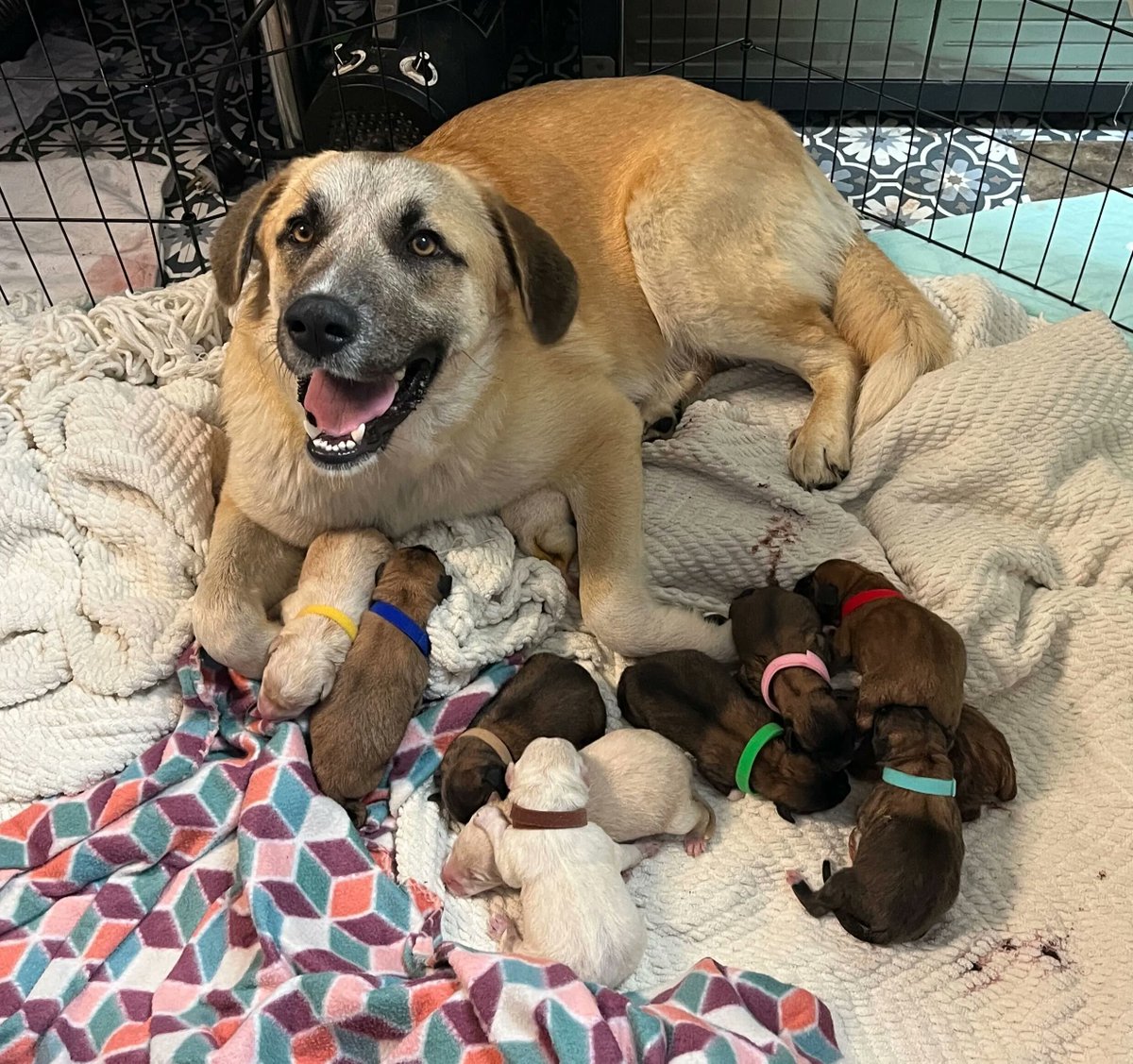 Big Fluffy DogRescue tweet media