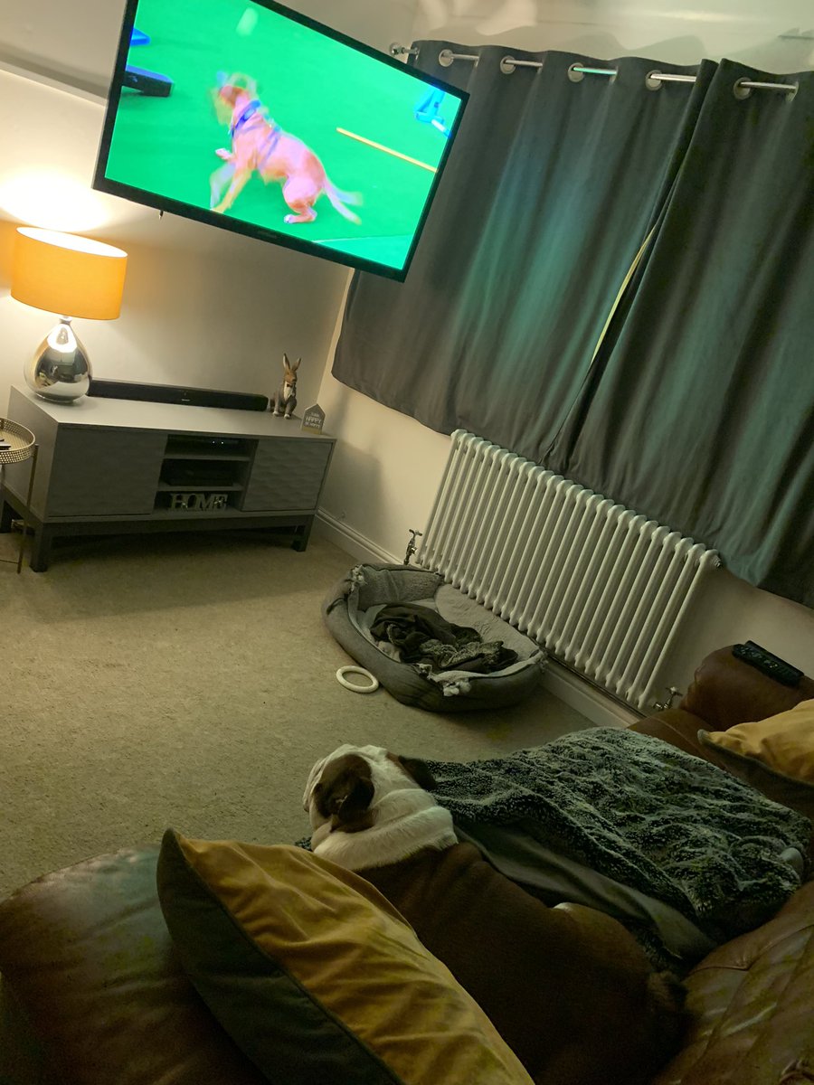 bulldog_harry's tweet photo. LIVIN. MY. BEST. LIFE watching #ForTheLoveOfDogs all alone on the #ForbiddenSofa whilst dad was in the 🚿 #HarryTheBulldog 🐶 #WoofWoof 🐾 #Bulldogs #DogsofTwittter https://t.co/9FqVsNmQ4e