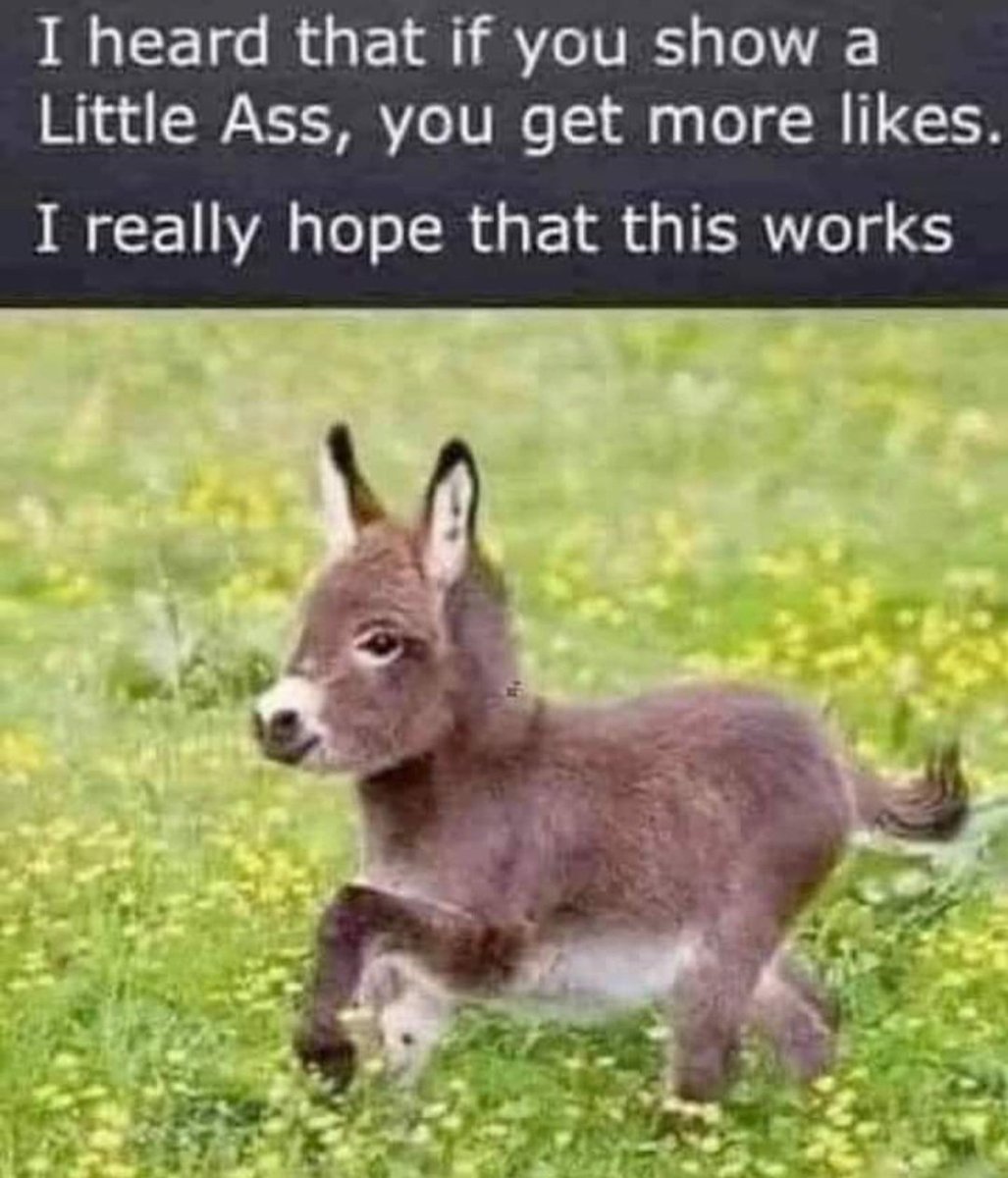 MuckingFagicFox's tweet photo. I might as well give it a shot. #furry #furryfandom #lookatmyass https://t.co/vXAh7IJ6cP