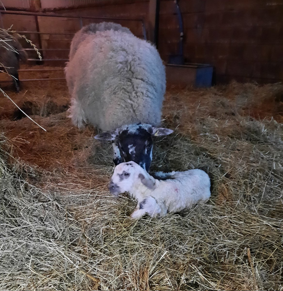 reidpress's tweet photo. And so it begins...first lamb of the year. 
You gotta love lambing time.
#lambing2022 #itsbegun #firstlamb https://t.co/qhN0wrVHqk