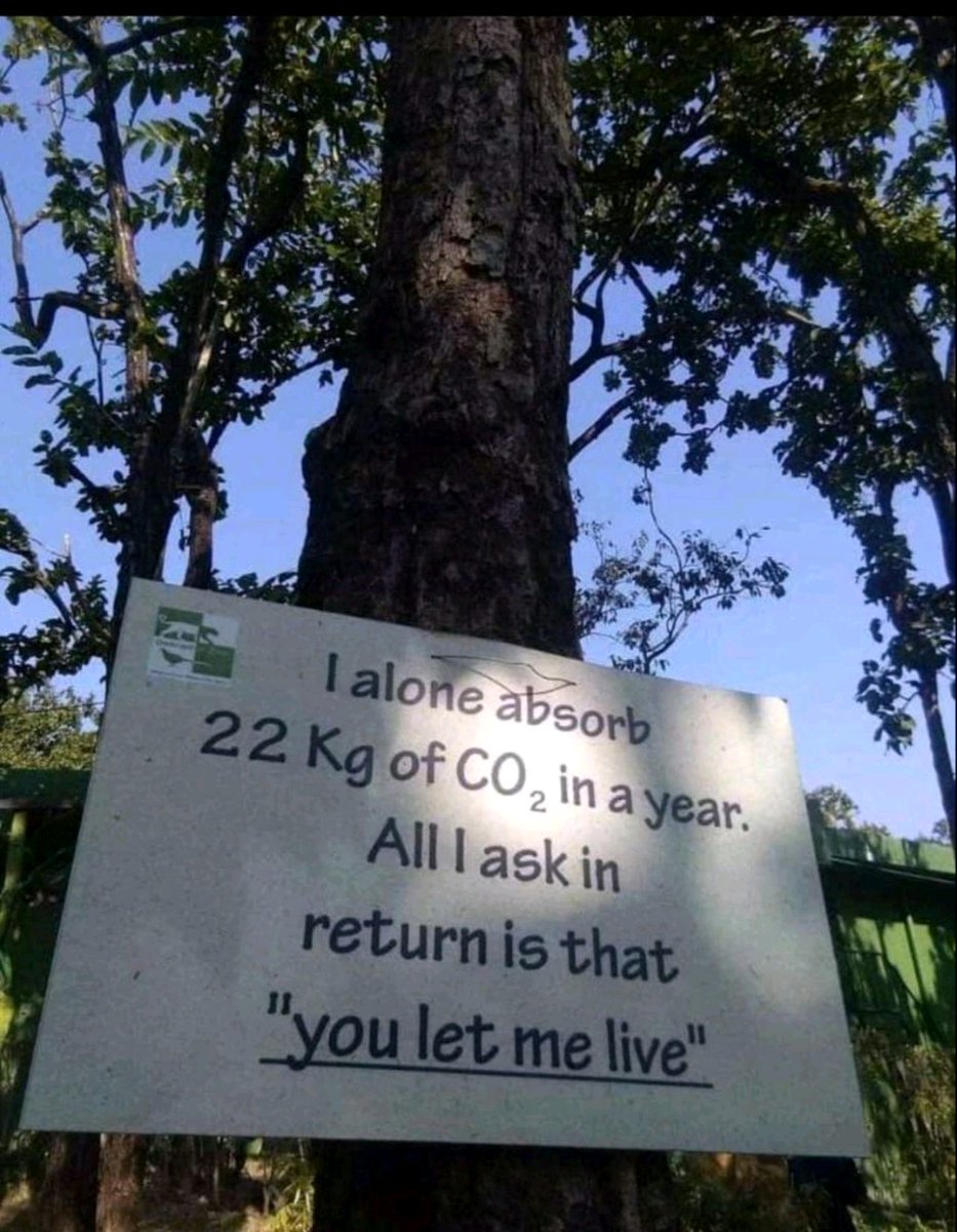 TabiJoda1's tweet photo. A single #tree https://t.co/f5W3psjSpr
