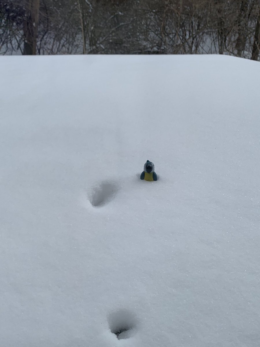 sky_latte_'s tweet photo. We’re measuring the snow using small plastic birds (as one does). The snow is 1.5 birds deep on our back porch. #CoMoSnow https://t.co/iM9DvQKogI