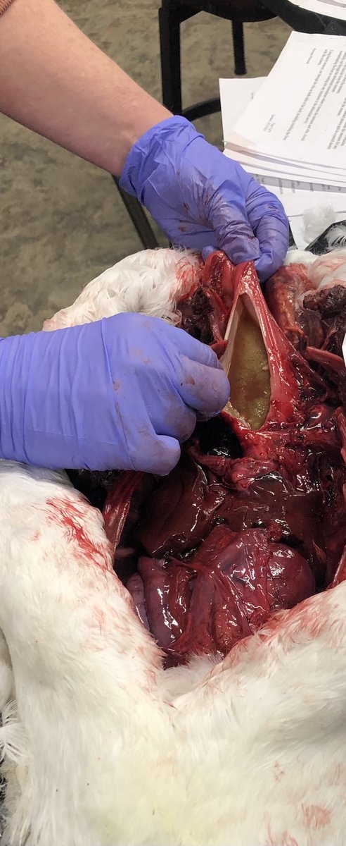 Anyone have an explanation as to why this loon had tons of sand in its esophagus? Picked up alive on beach, brought to rehabber in RI, died that night then was frozen until necropsy. #sciencetwitter #AcademicChatter #ornithology
