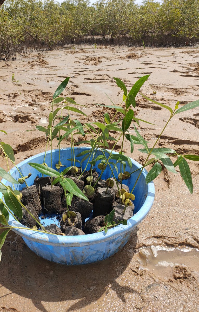LamuEnvironment's tweet photo. which highlights the importance of actions to ensure the conservation and sustainable use of wetlands for humans and planetary health. https://t.co/M4y8ajLz83