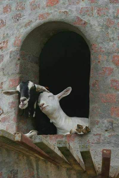 قال لها :
ما رأيكِ أن تكونِ وطني ،
وأكون لكِ شعبً مخلصٍ ...

ردت: مااااا ....😍