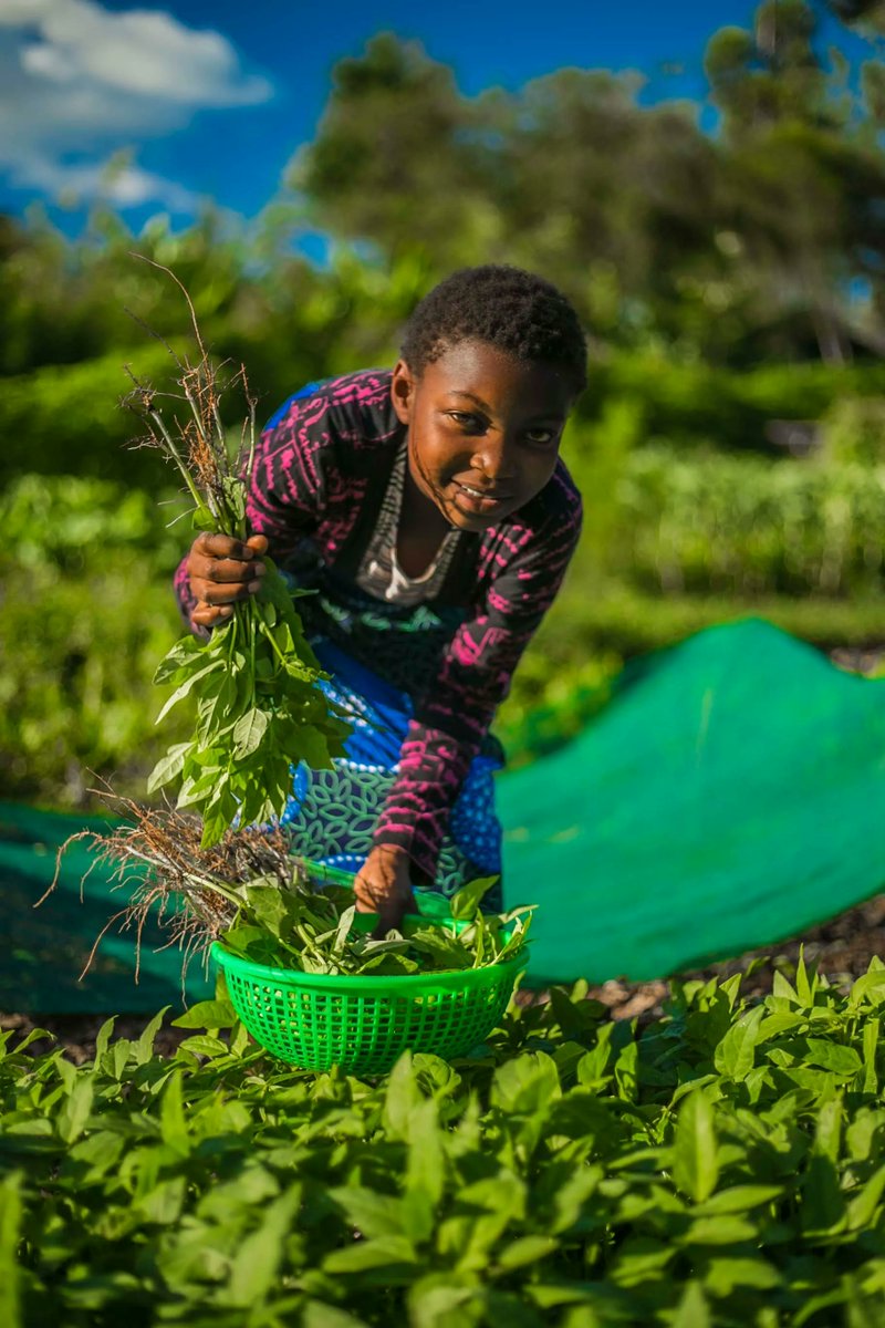 Thrive4Good's tweet photo. Every $1 invested in Life Gardens can yield $15 in economic returns to a community. $15 a month gives 12 people a year everything they need to grow health.

With the right knowledge and simple tools, it costs very little to grow health. But the impact is enormous. https://t.co/TowkC18NQN