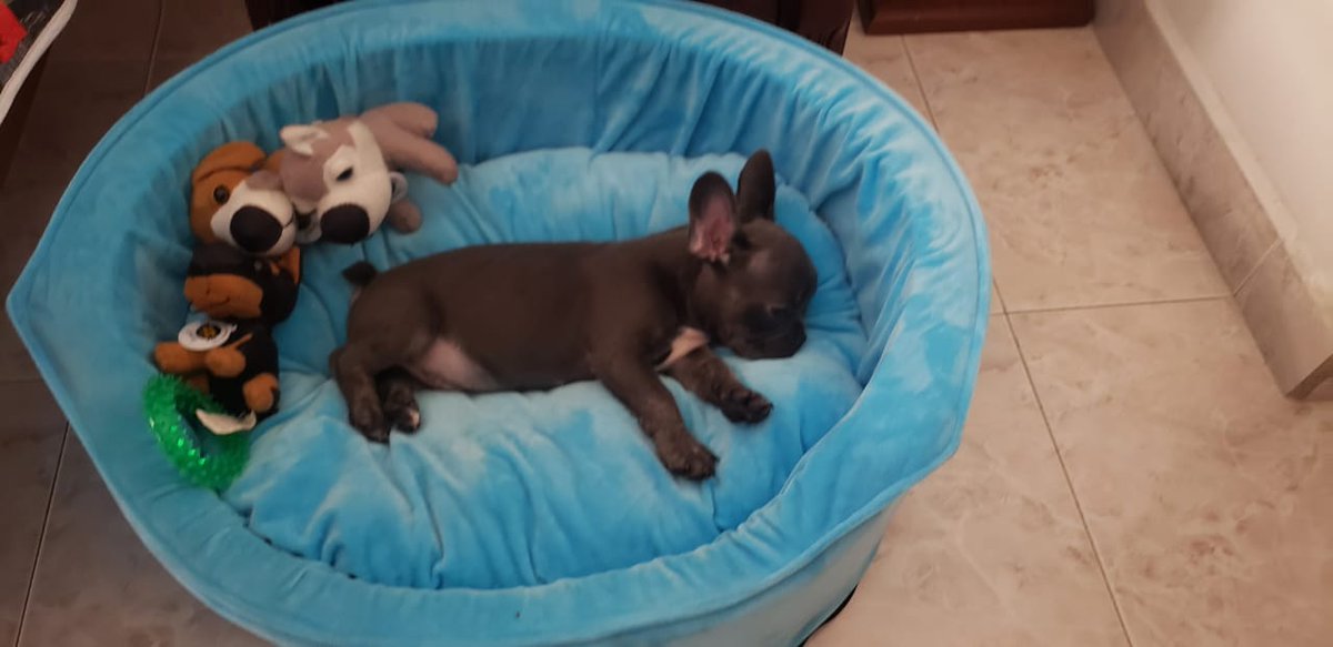 yesmaircobos's tweet photo. Y ahí que...
 Nos Dormimos ??
#milan #bulldogfrenchi #bulldogfrancesblue https://t.co/uv8ctPuyy1