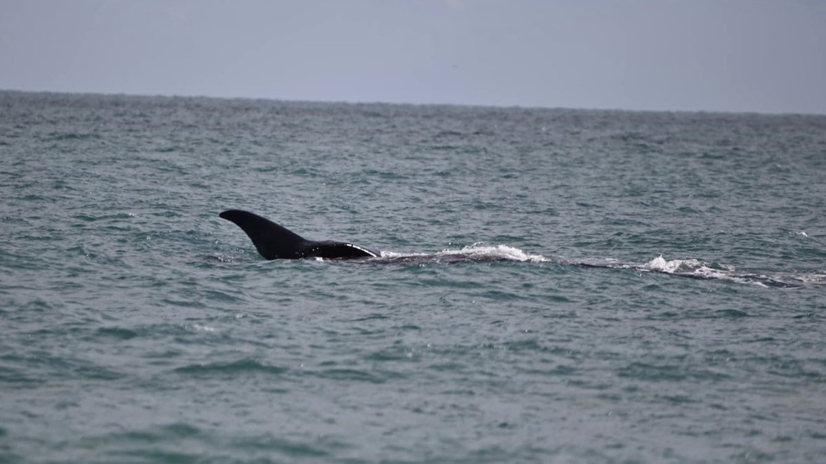 gpallone13's tweet photo. THE RIGHT STUFF: right whale and calf spotted off @USFWSSoutheast Archie Carr NWR, Melbourne Beach. Pics = Betty Gardner Gonzalez @MyNews13 #News13Brevard https://t.co/uPkzLqbG1v