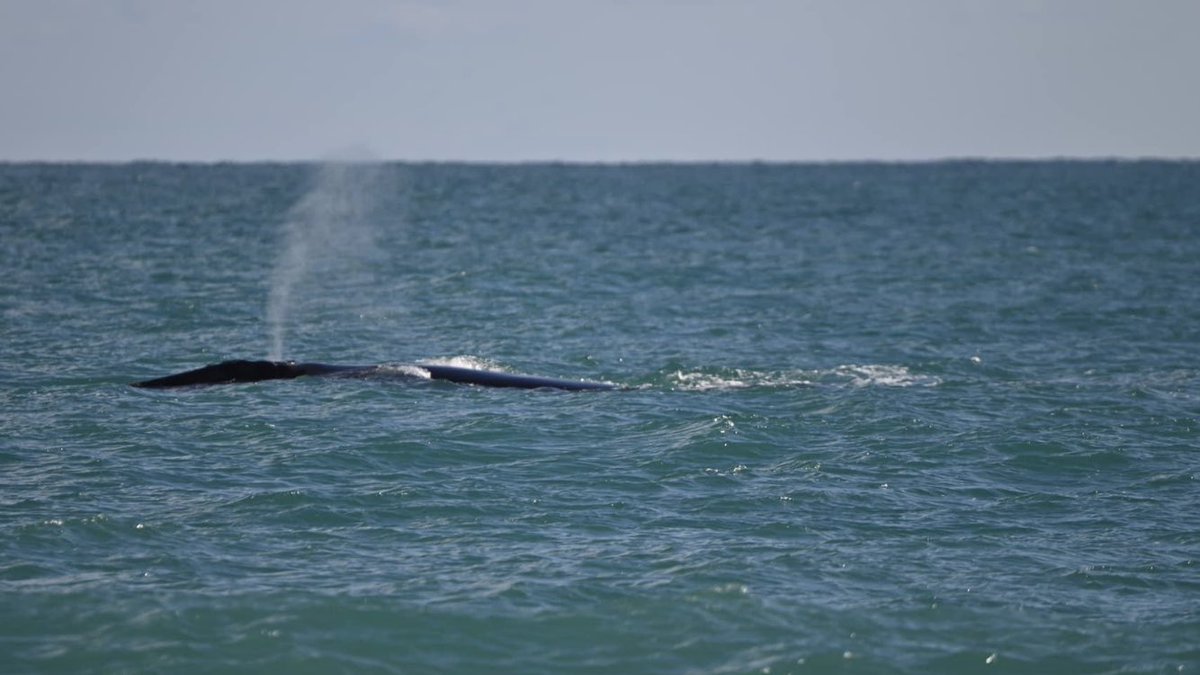 gpallone13's tweet photo. THE RIGHT STUFF: right whale and calf spotted off @USFWSSoutheast Archie Carr NWR, Melbourne Beach. Pics = Betty Gardner Gonzalez @MyNews13 #News13Brevard https://t.co/uPkzLqbG1v