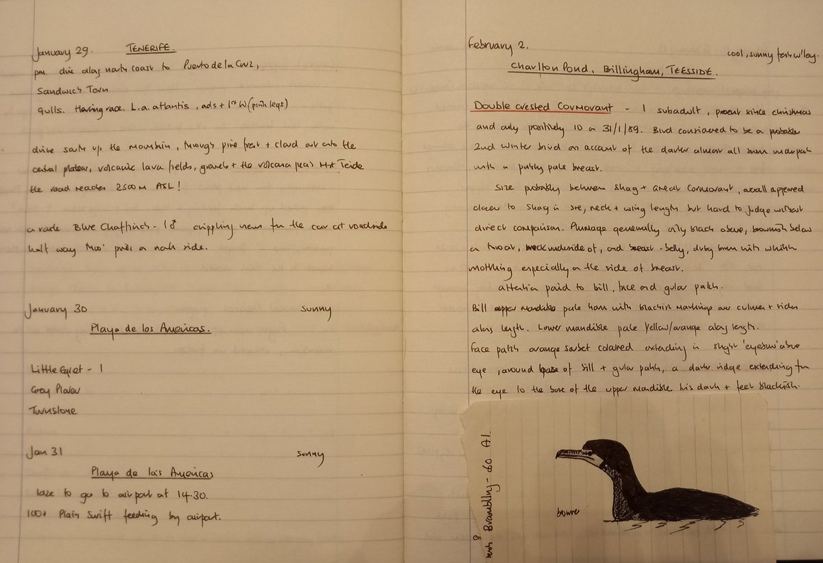 johnnymacbirder's tweet photo. From Tenerife to Teesside..Western Pally twitching 80s style. The Billingham Double crested Cormorant immortalised in newsprint. #oldnotebooks https://t.co/NjRW5SVYNS