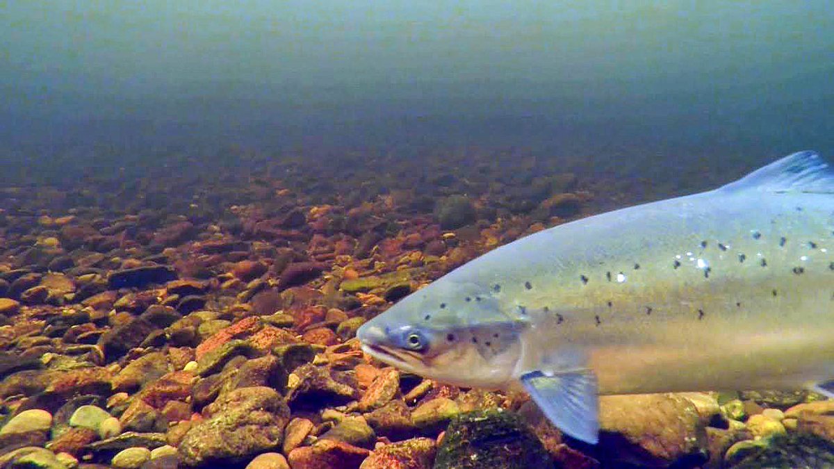 chris_fish_bio's tweet photo. A fin perfect βspringβ Atlantic salmon arrives back to its natal river - its so fresh that you can almost see the reflection on the river bed on its sides π #salmon #atlanticsalmon #springsalmon #wildlifephotography #fishing #highlands #scotland
@AST_Salmon @SalmonAlliance https://t.co/LZwLwVPBEI