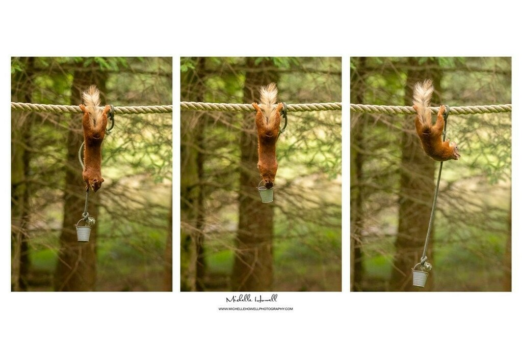 mich_howell's tweet photo. Red Squirrels are so clever. Here the squirrel has worked out how to get to the nuts in the bucket which is hanging on the end of a line.😊
@michellehowellphotos
#redsquirrel #redsquirrels #redsquirrelsofinstagram #triptych #wildlife #michellehowellphotos #sheclicksnet #natur… https://t.co/uNznB6abf3
