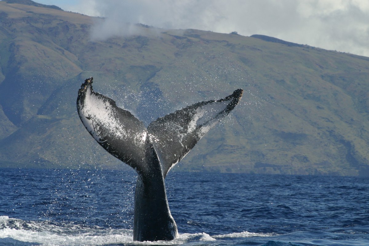 marinesanctuary's tweet photo. February is #HumpbackWhaleAwarenessMonth! @Hihumpbackwhale is home to one of the world’s most important populations of humpback whales. During the peak of #whale season, the annual Ocean Count provides a snapshot of sightings from shore. https://t.co/l9UxyJ3U7j #WhaleWednesday https://t.co/32turGqgzd