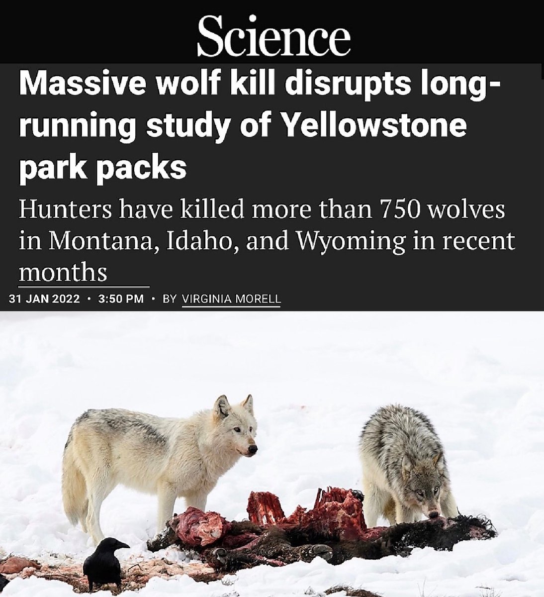 @AsstSecEstenoz @JamesCTobias @Interior @USFWS @NatlParkService Good morning. Please help #relistwolves 23 YNP wolves have been slaughtered. #wolvesareessential #ESAworks 🐺💔💔💔