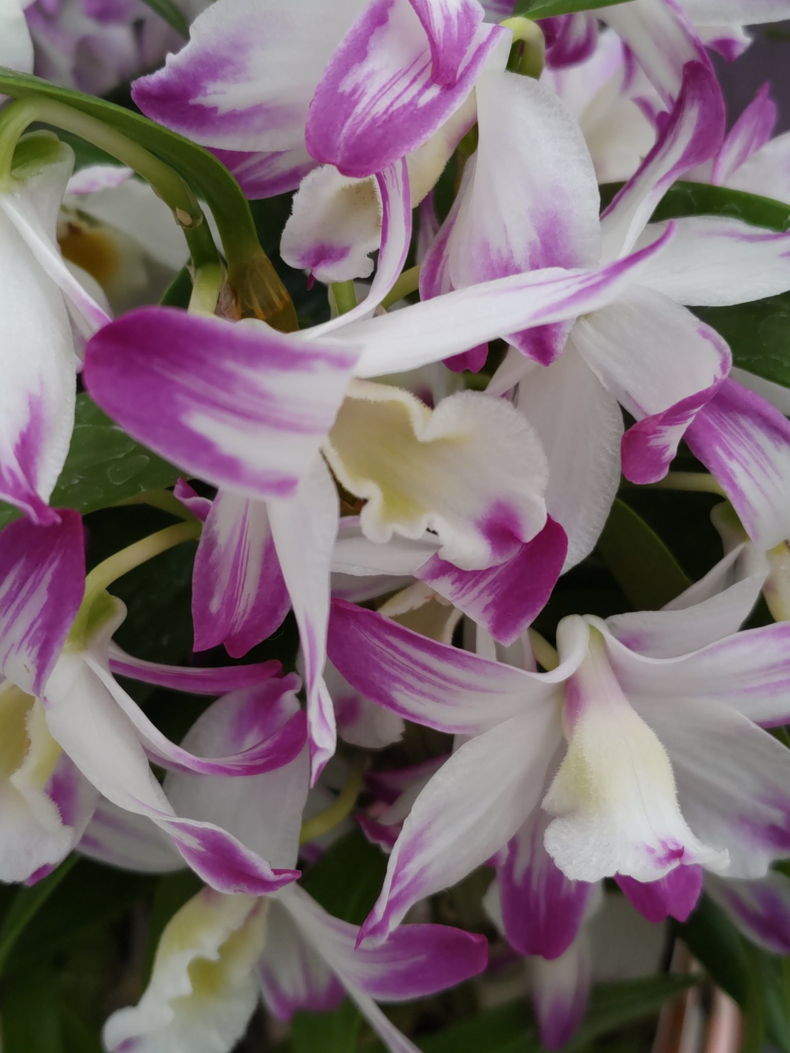 スーパーやさいマン デンドロビウムの画像 花名は木の上や岩盤などに根を張る特徴から 樹木 と 着生 を意味するギリシャ語が語源 紫色の花言葉は 愛と美 喜び T Co Icjja1df4x Twitter