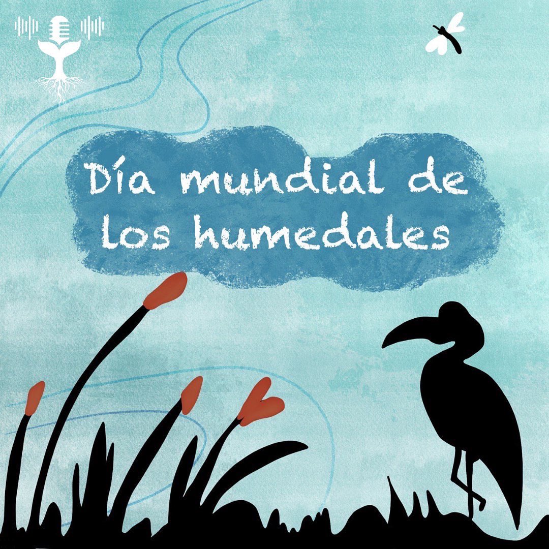 CsOtrasPalabras's tweet photo. Hoy es el #DiaMundialDeLosHumedales !

Los humedales son muy importantes para la conservación de la biodiversidad y del agua. Lamentablemente, son ecosistemas muy vulnerables que se encuentran en peligro https://t.co/TaDz598Aw6