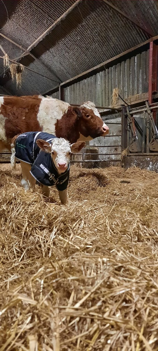 GarrettBehan1's tweet photo. One of our latest arrivals is modeling the latest in bovine couture ... not quiet catwalk ready but he's snug as a bug and ready to take on the world. Thanks @animalfarmacy.pedigreecattle he's to coolest calf in Clonagh tonight. #gifted 
#calving22 #calfjacket #cosycalf #cutecalf https://t.co/KnIGQvt6Lo