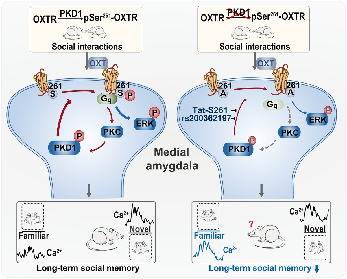 scisignal's tweet photo. The ability of rats and mice to remember and recognize each other depends on a positive feedback #phosphorylation mechanism centered on the #oxytocin receptor, according to new experiments from the Wang lab. @PKU1898 #SocialMemory https://t.co/vFi6wGCk0D https://t.co/scveO4f392