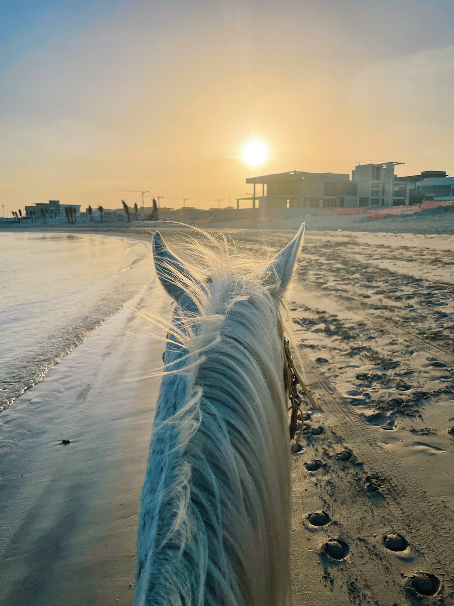 Fatemaalkamali's tweet photo. Sunset horse riding on the beach in Dubai— dreamlike experience 🐎 💕 https://t.co/wZExto6bfc