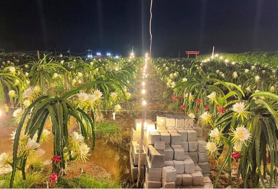 Roll cake is made from dragon fruit