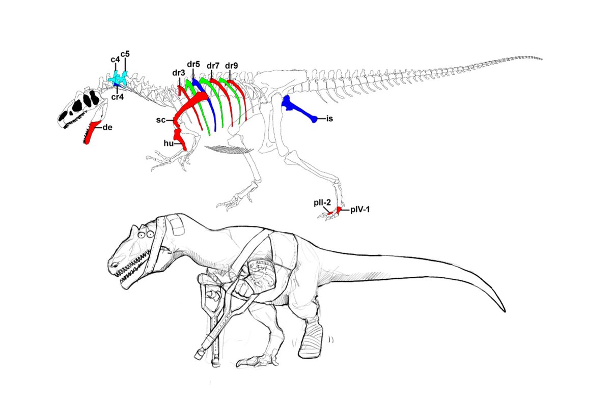 Allosaurus Skull - 3D model by MikeBG (@MikeBG) [3cfbb78], image size:1200x794