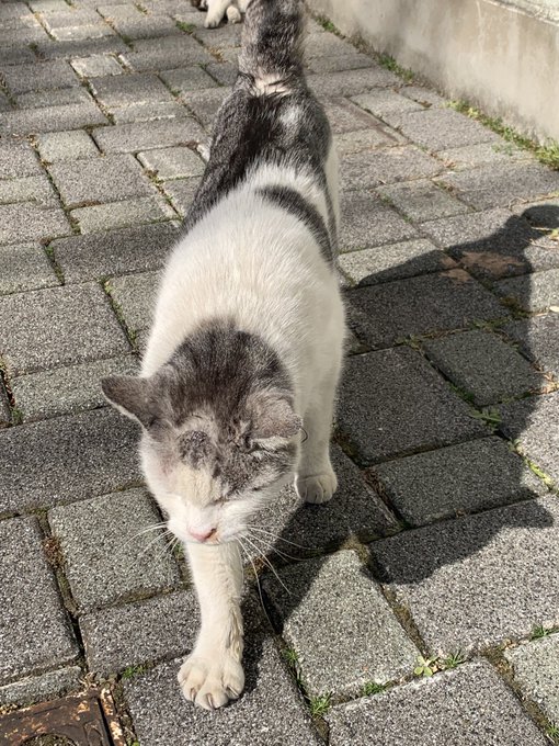 お前達🐈はかわよいですね꒰ '͈ω`͈꒱ 