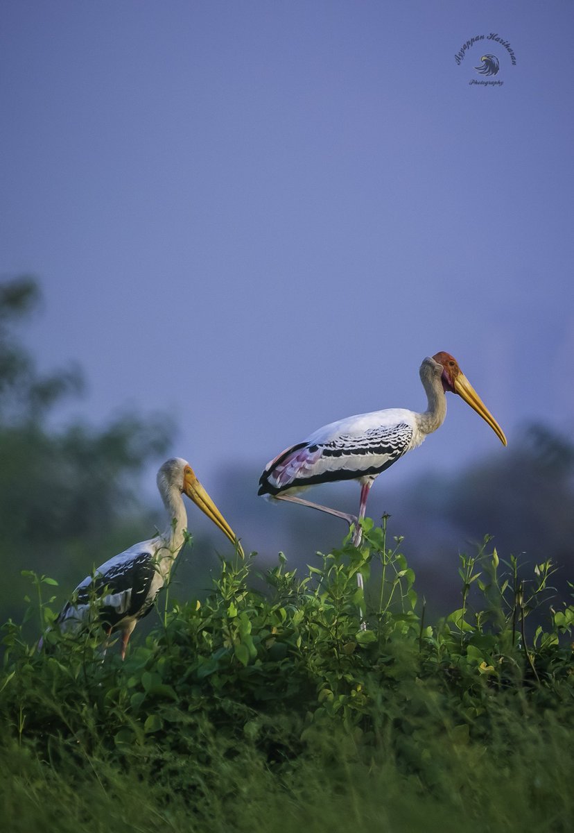 Late evening at Bhandup Pumping Station. Ask any Mumbai birder, they will say, can spend 2-3hours enjoying the wetlands and saltpans. They also say u always find something new there. Love birding at Bps. #paintedstorks #IndiAves #WetlandWonders #BBCWildlifePOTD #ThePhotoHour