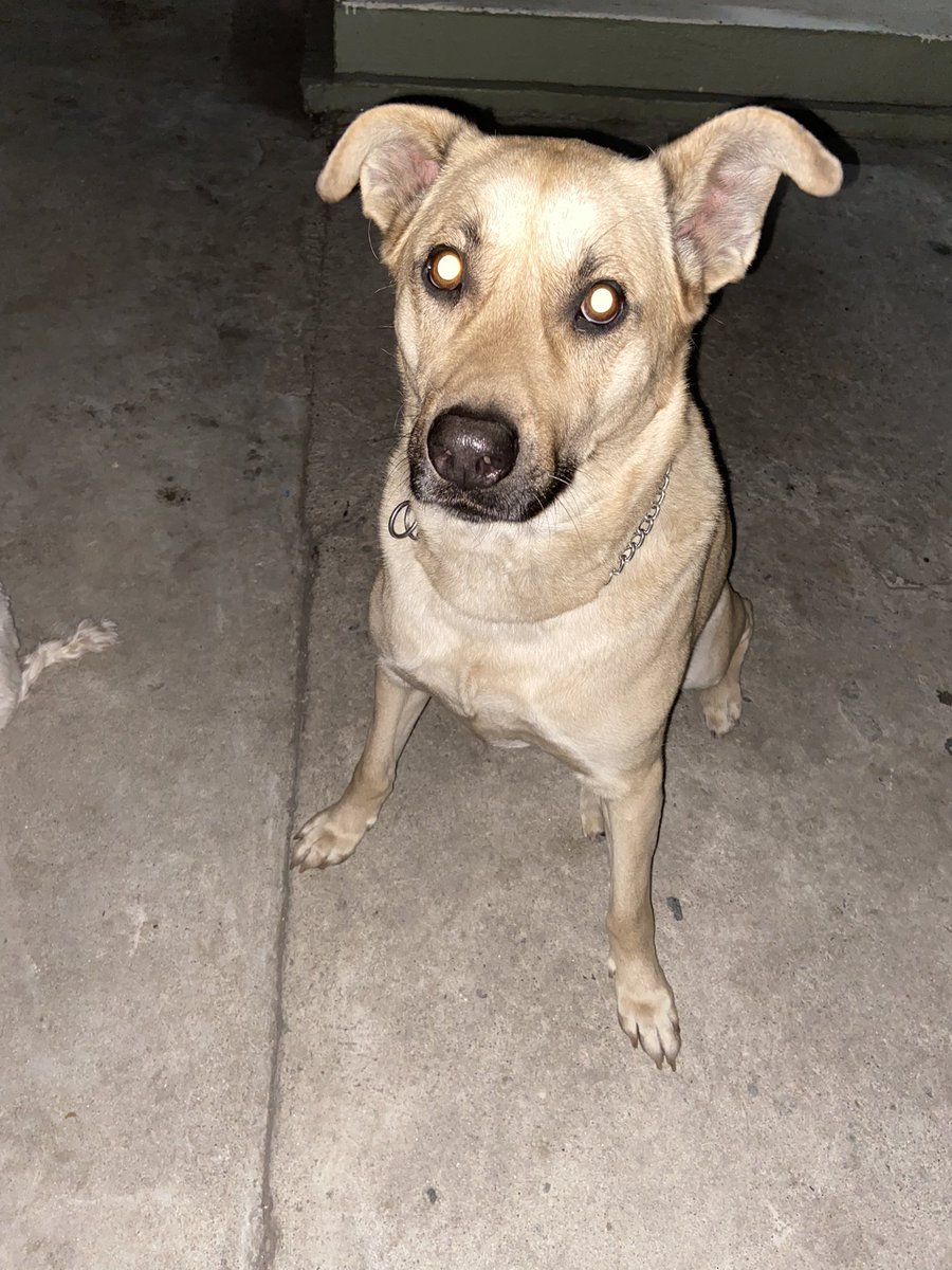 allaroundjanice's tweet photo. Lost dog in Huntington Park area📍 https://t.co/7QCZBCkGg9