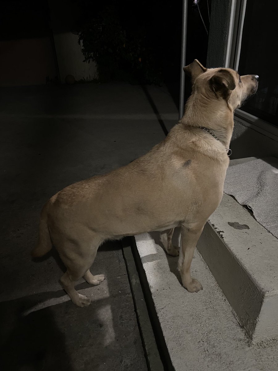 allaroundjanice's tweet photo. Lost dog in Huntington Park area📍 https://t.co/7QCZBCkGg9