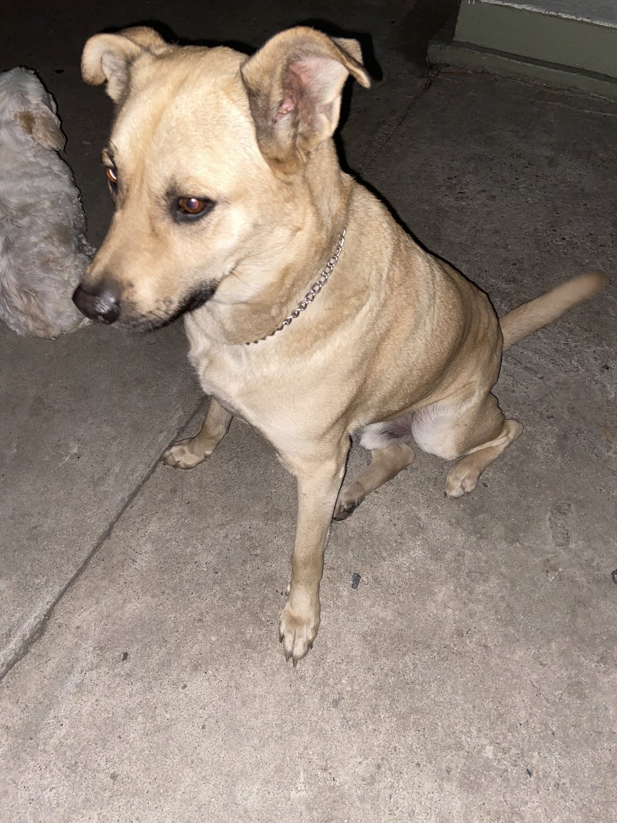 allaroundjanice's tweet photo. Lost dog in Huntington Park area📍 https://t.co/7QCZBCkGg9